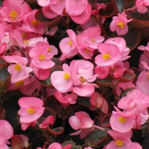 Alatioitsev-begoonia-Bada-Boom-Pink-100-seemet-pillitud