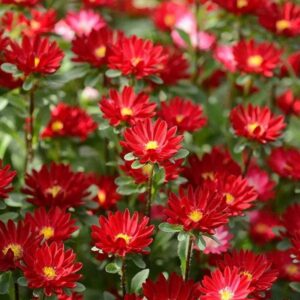 Aster-Serenade-Red-200-seemet