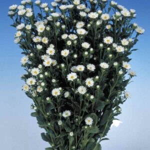 Aster-Serenade-White-200-seemet