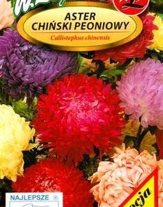 Aster-pojeng-segu-125g