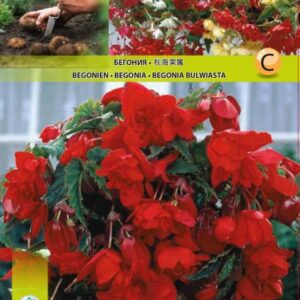 Begoonia-Pendula-Red-2-tk