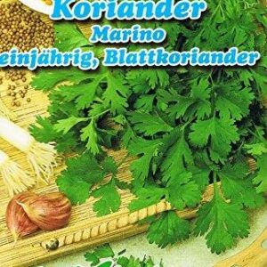 Koriander-leht-Marino