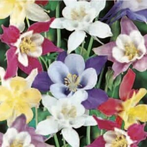 Kurekell-Mc-Kana-Giants-segu-05g