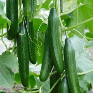 Kurk-Saladin-F1-10-seemet