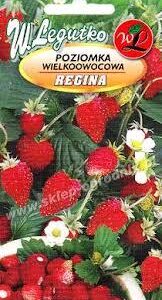 Kuumaasikas-Regina-01g