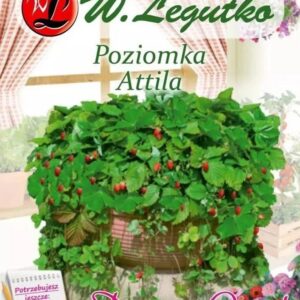 Kuumaasikas-amplisse-Attila-01g