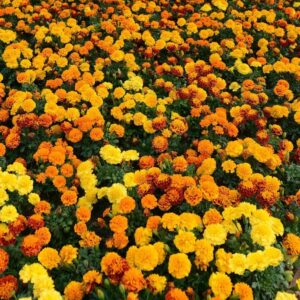 Madal-peiulill-Hot-Pak-mix-100-seemet