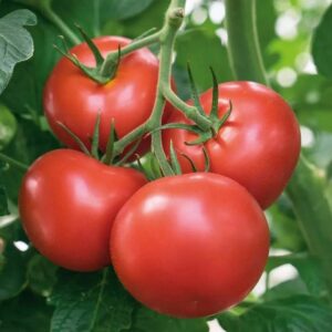 PROFI-Tomat-Bellfort-F1-5-seemet