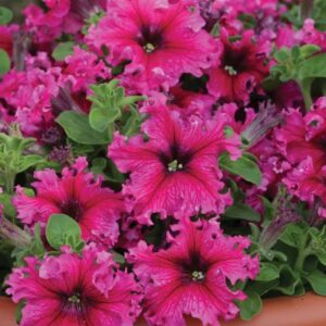 Petuunia-Espresso-Frappe-Rose-25s