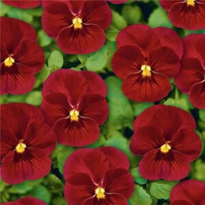 Sarvkannike-Ice-Babies-F1-Scarlet-Fire-10s