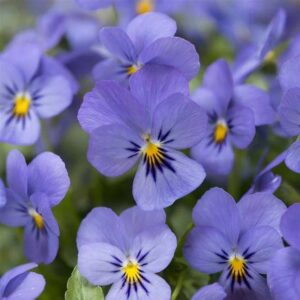 Sarvkannike-Ice-Babies-F1-Sky-Blue-10s