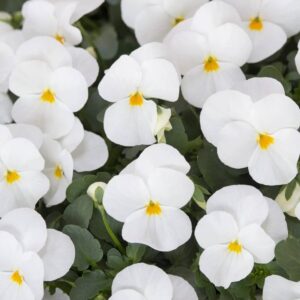 Sarvkannike-Ice-Babies-F1-White-10s