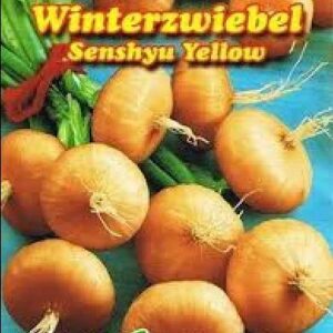 Talisibul-Senshyu-Yellow