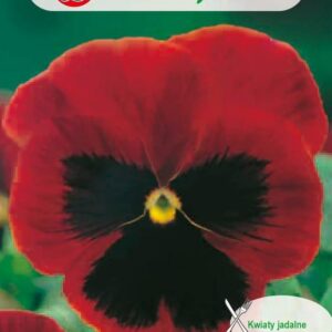 Voorasema-Abendglut-05-g