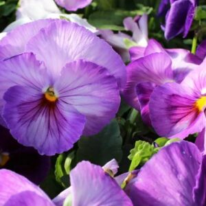 Voorasema-Inspire-Plus-Lavender-Blotch-Shades-20-s