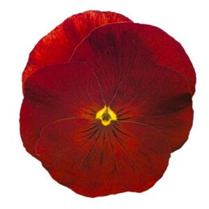 Voorasema-Inspire-Plus-Scarlet-20-s