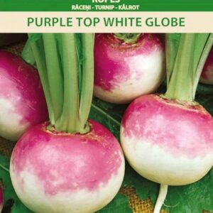 Kaalikas-Purple-Top-White-Globe